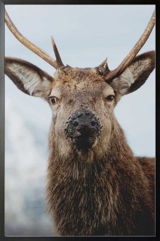 Deer front view 3 Poster in a black frame