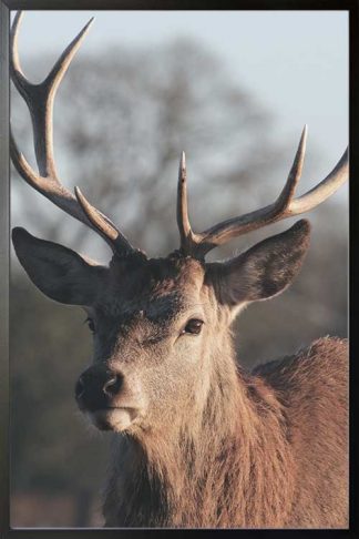 Deer dramatic side view poster in a black frame
