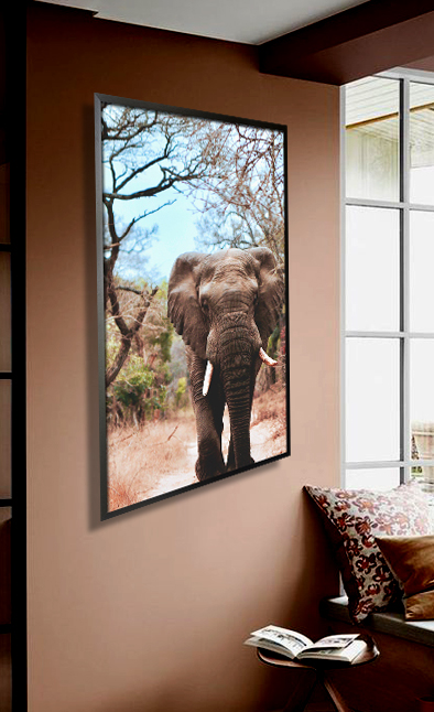 Elephant in dry tree background poster