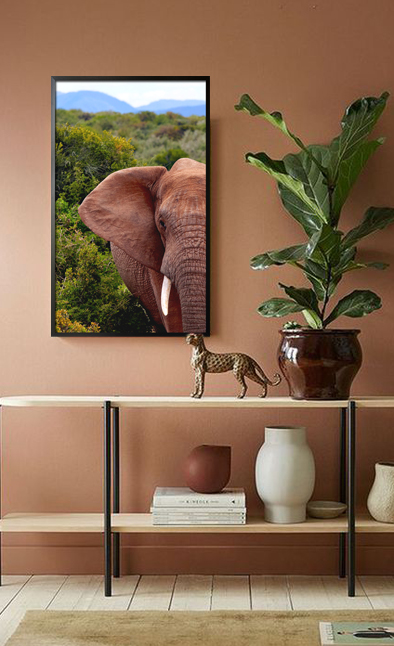 Elephant half face poster