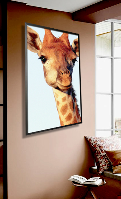 chewing Giraffe colored Poster