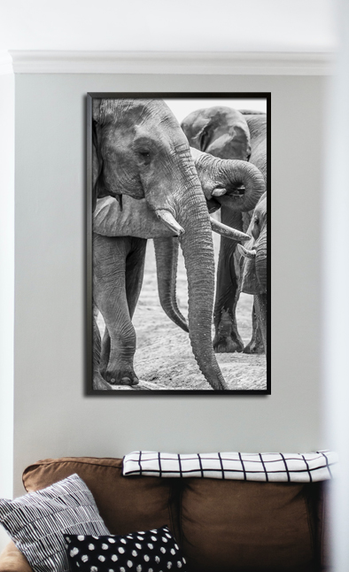 Several Elephants Poster
