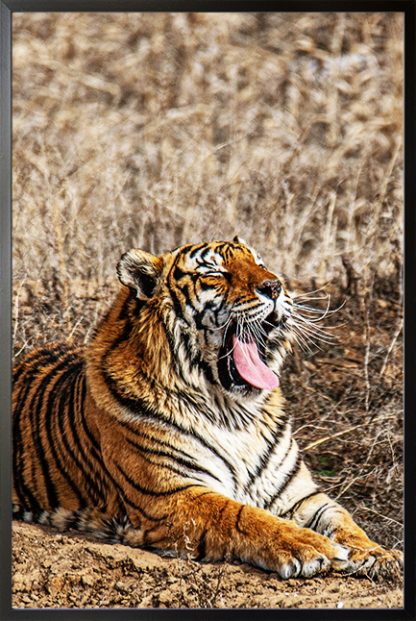Yawning Tiger Poster