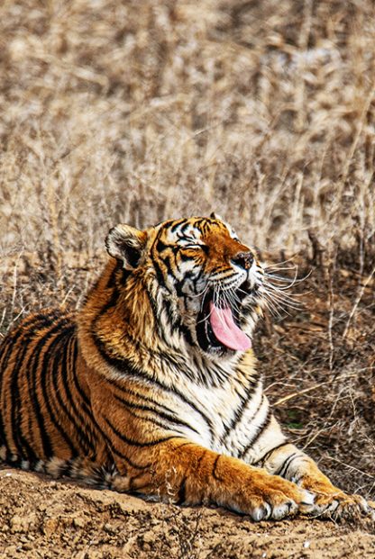 Yawning Tiger Poster