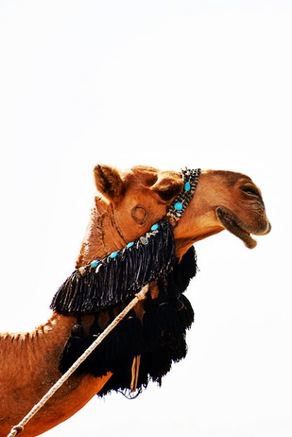 Camel side view face in white background Poster