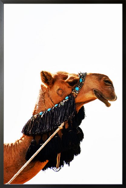 Camel side view face in white background Poster