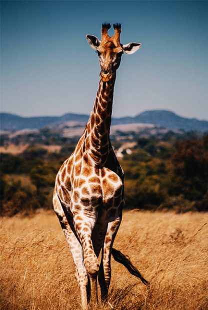 Aesthetic Giraffe Poster