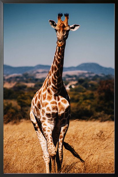 Aesthetic Giraffe Poster