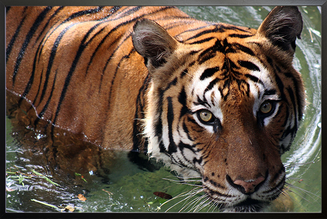 Wet tiger Poster
