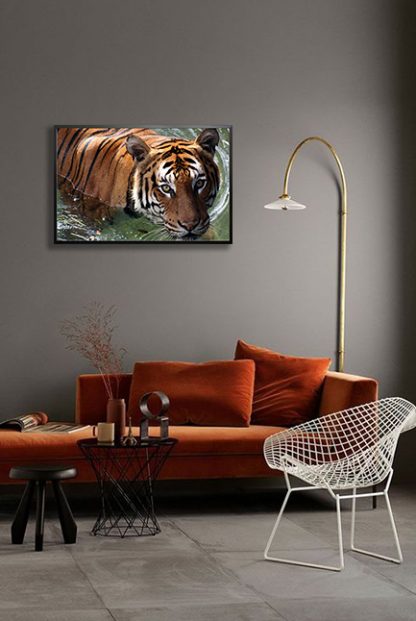 Wet tiger Poster in interior