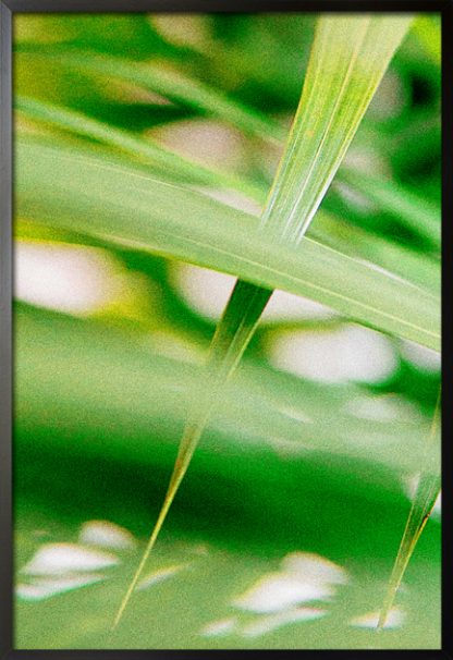 Sedges close shot Poster