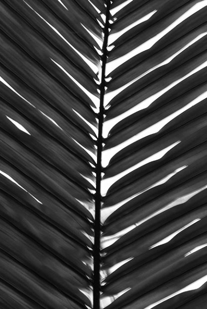Vertical palm leaves B&W Poster