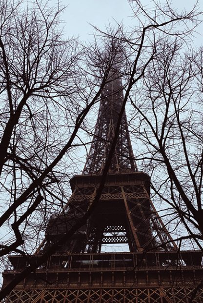 Twigs and eiffel tower Poster