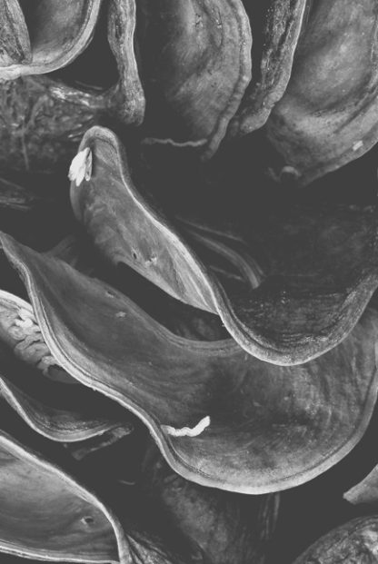 Grayscale clam poster