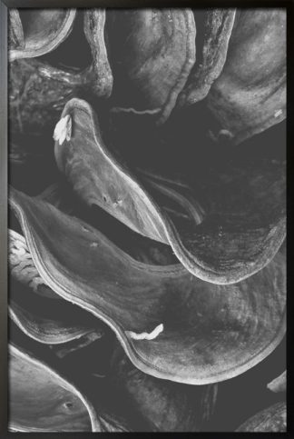 Grayscale clam poster