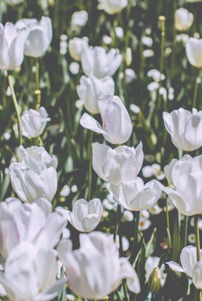 White flowers poster