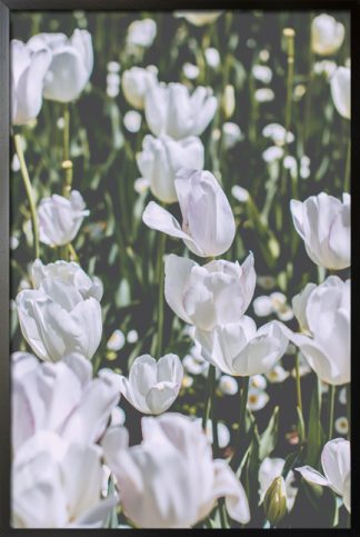 White flowers poster