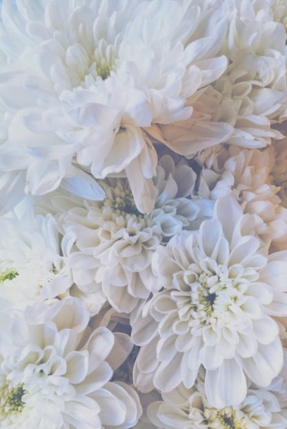 White dahlias poster