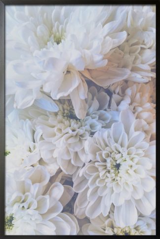 White dahlias poster