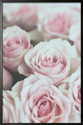 Roses pink poster