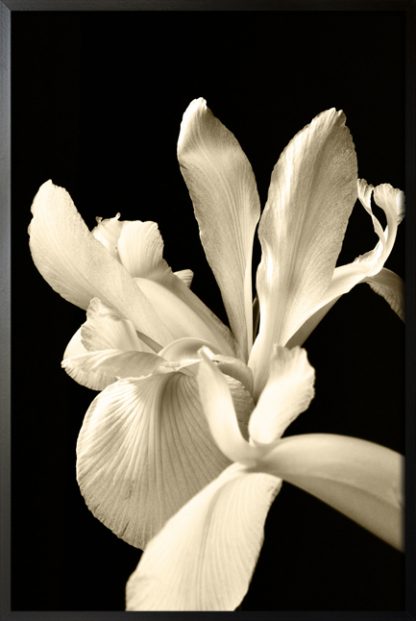 Irises poster