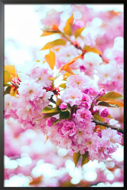 Pink flower focus poster