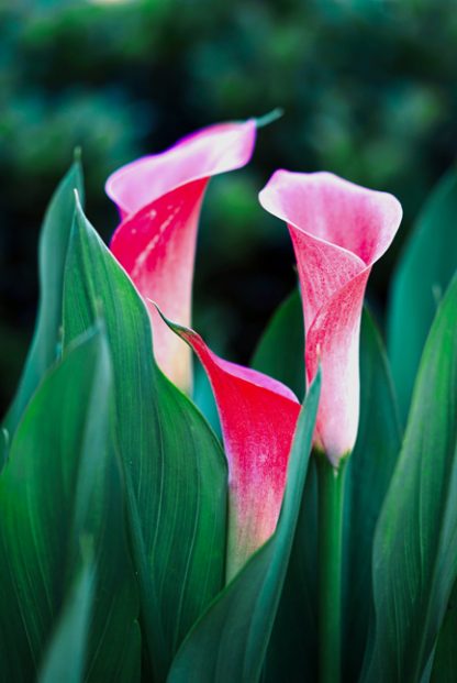 Calla lilies poster