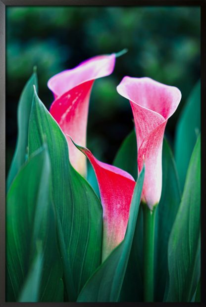 Calla lilies poster