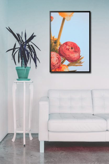 Persian buttercup poster in interior