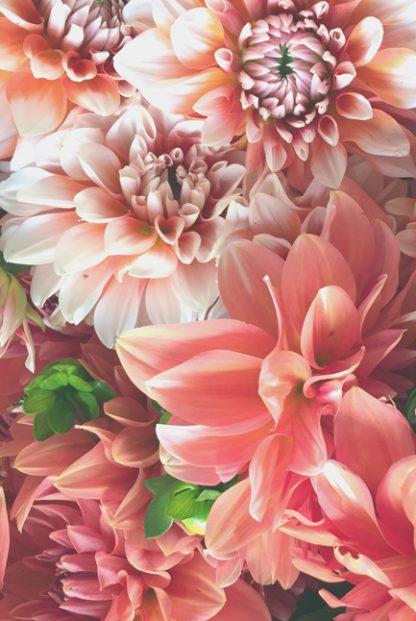 Pink dahlias poster