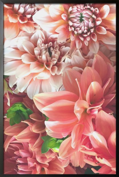 Pink dahlias poster