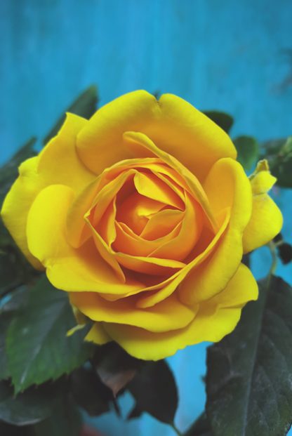 Fresh yellow rose poster