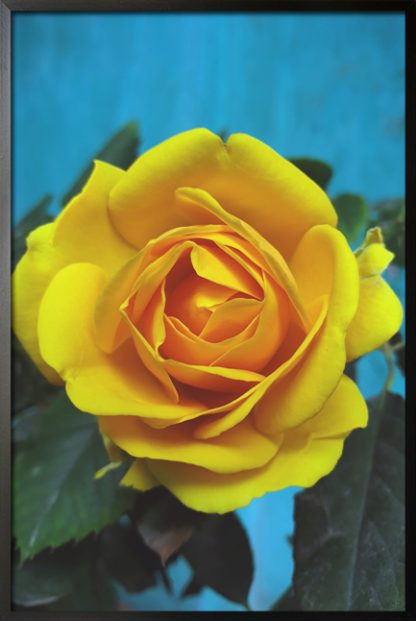 Fresh yellow rose poster