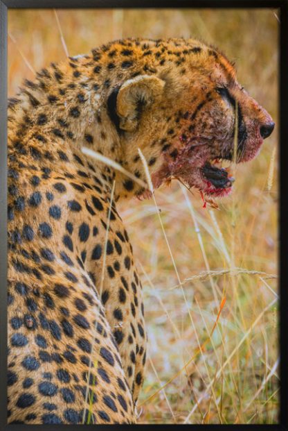 Bloody cheetah poster