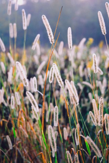 Feather reed grass poster