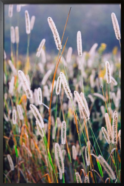 Feather reed grass poster