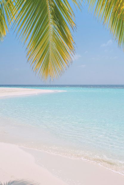 Palm leaves on beach poster