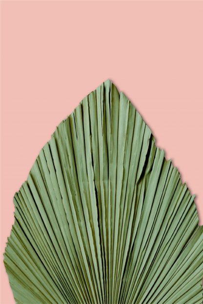 Dry palm leave on pink background poster