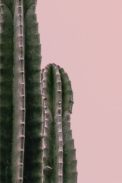 Cactus on pink background poster