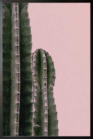 Cactus on pink background poster