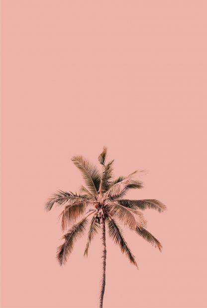 Palm tree pink background poster