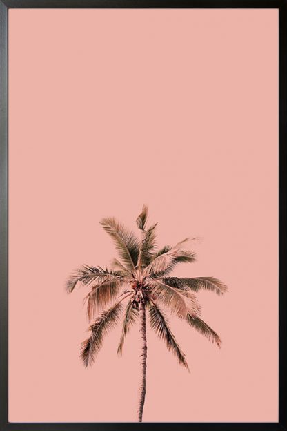 Palm tree pink background poster