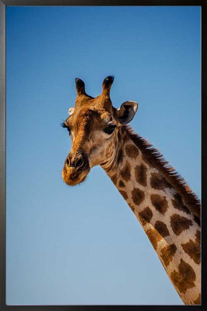 Typical giraffe poster in a black frame