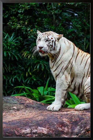 Albino tiger poster in a black frame