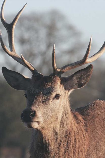 Deer dramatic side view poster