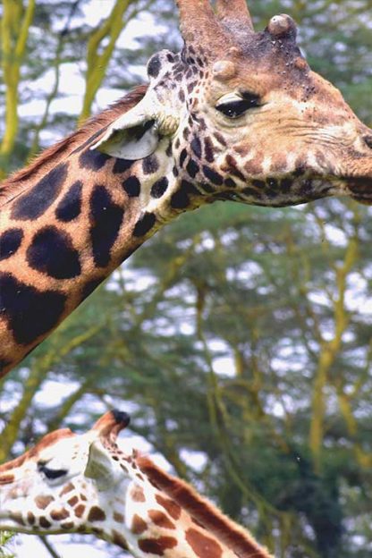 Giraffe Close view poster