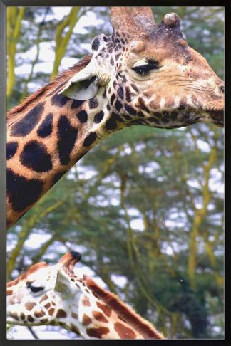 Giraffe Close view poster with frame