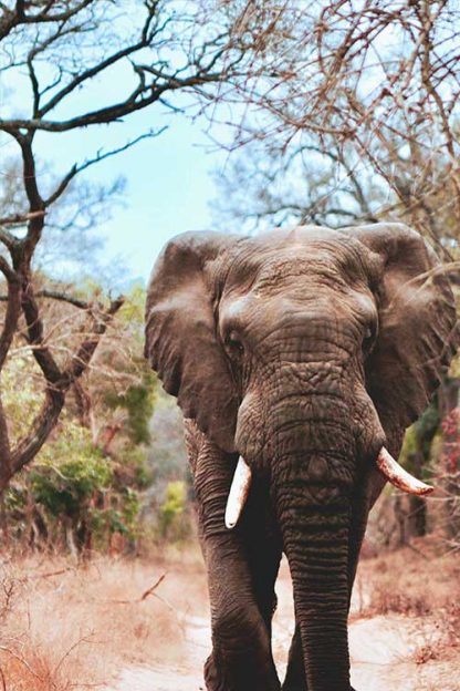 Elephant in dry tree background poster