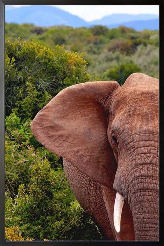 Elephant half face poster with black frame