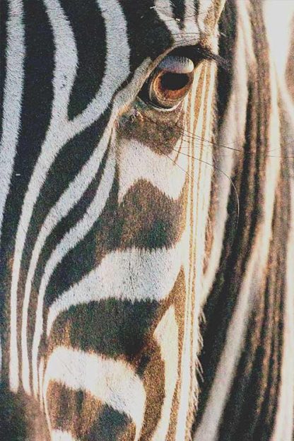 Zebra close half face view poster